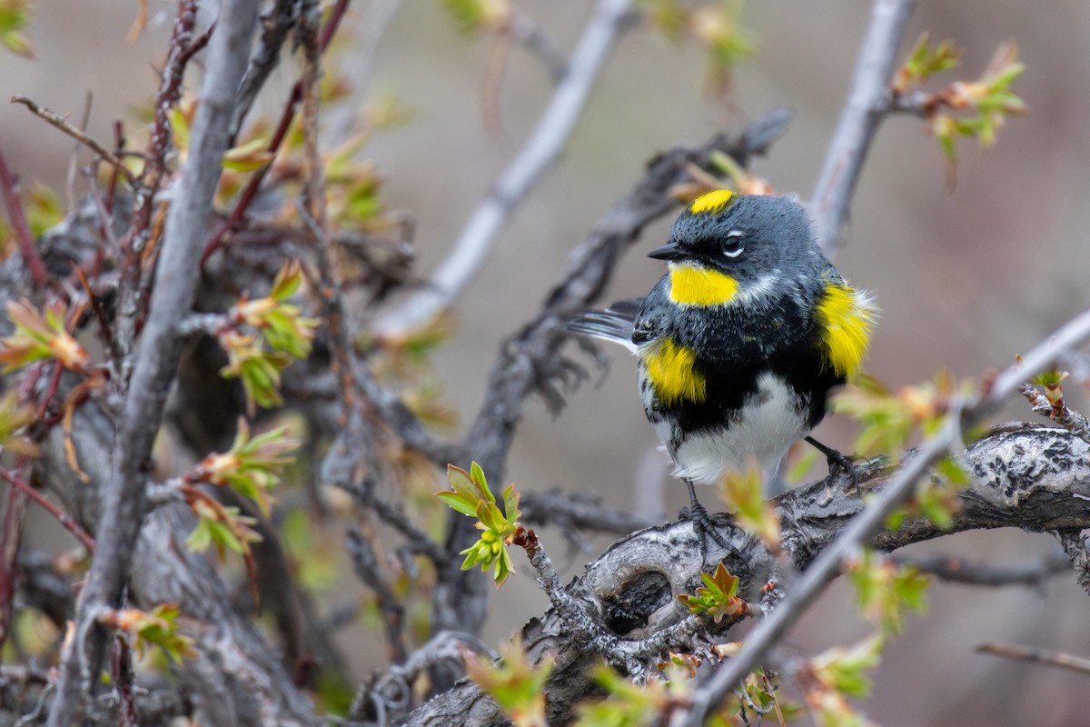 Yellow-rumped Warbler (Myrtle x Audubon's) - ML618935672
