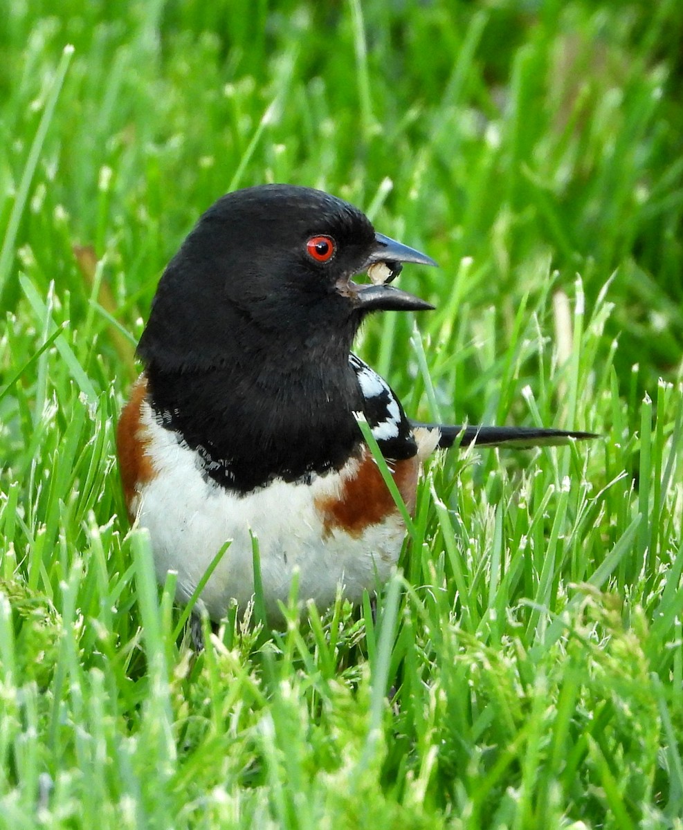 Spotted Towhee - Kevin Christensen