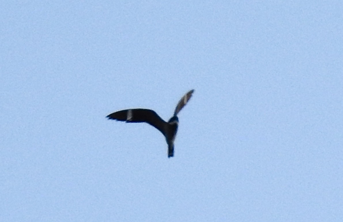 Common Nighthawk - Nui Moreland