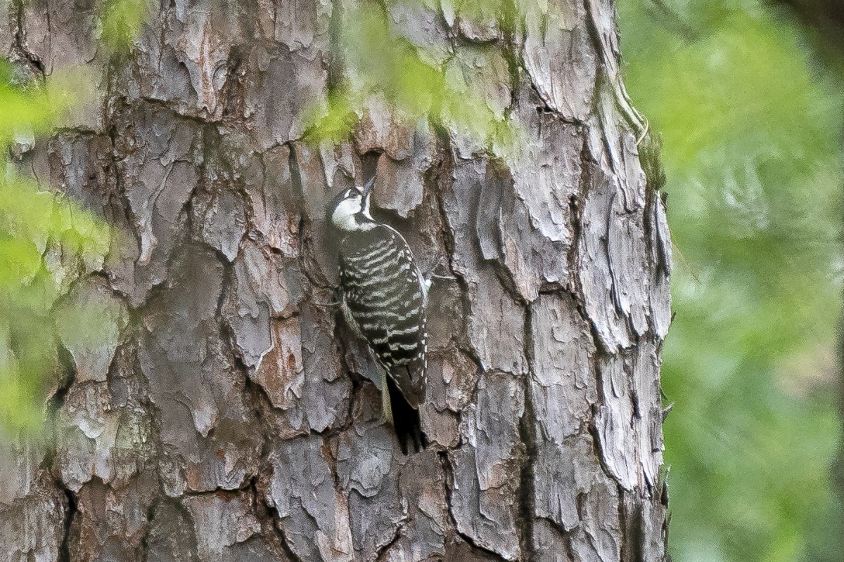 Red-cockaded Woodpecker - Slawomir Dabrowski