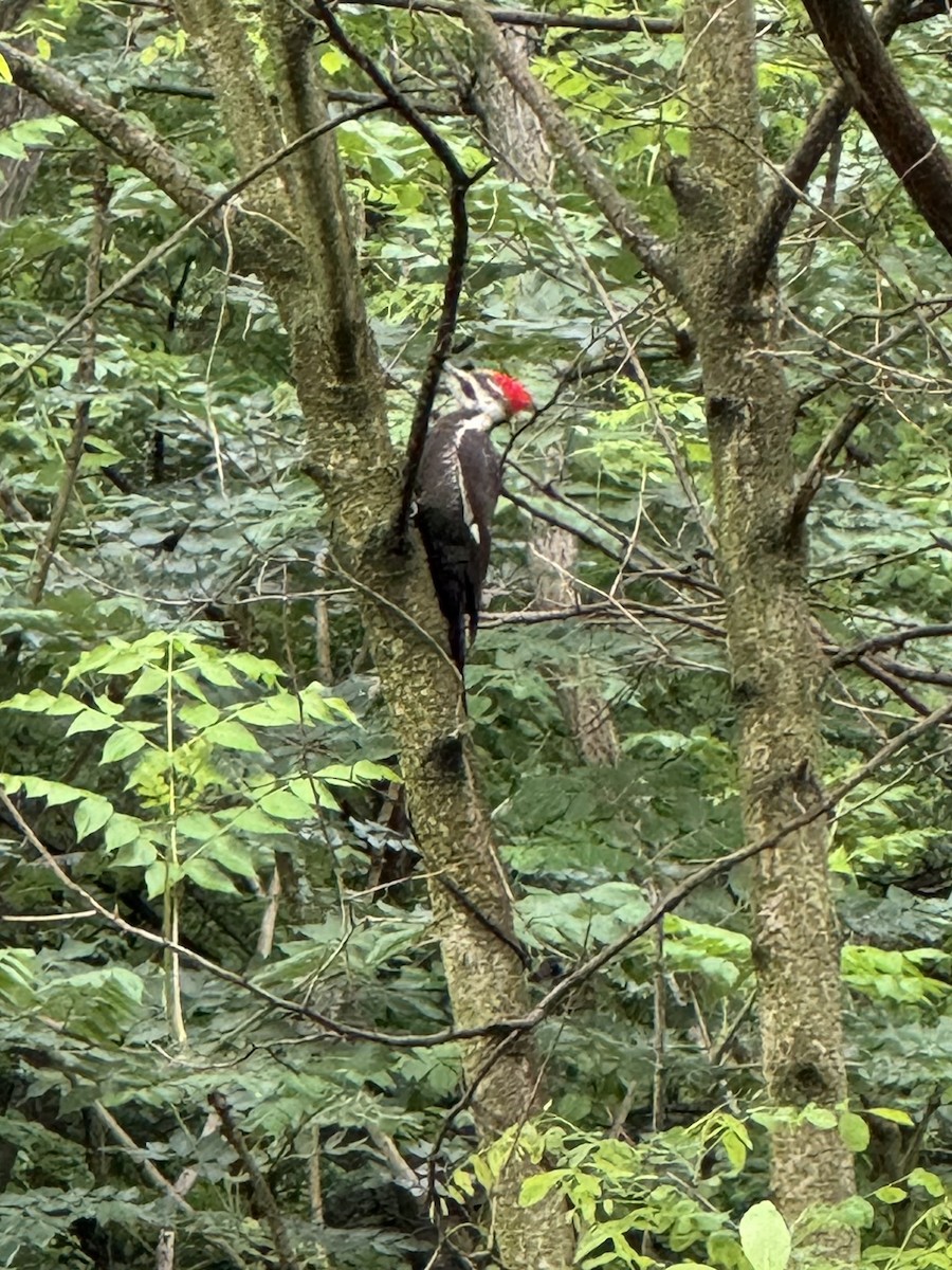 Pileated Woodpecker - Jeremy Fus