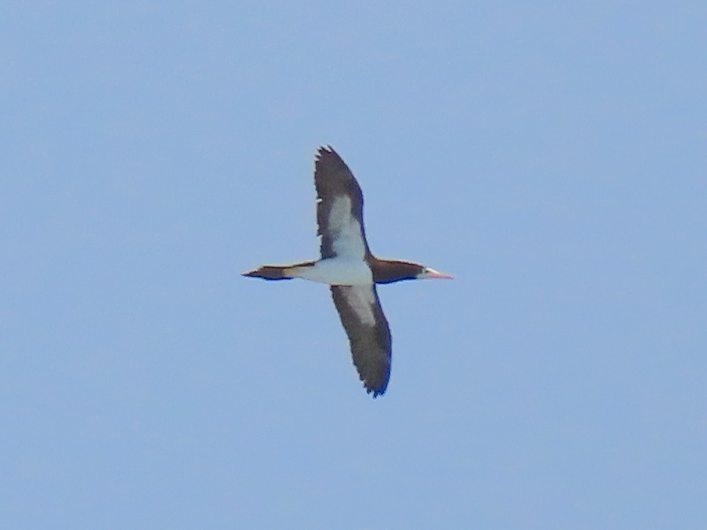 Brown Booby - ML618935781