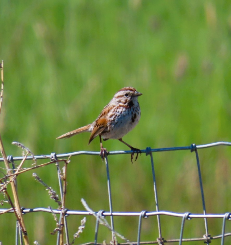 Song Sparrow - Natalie Tanner