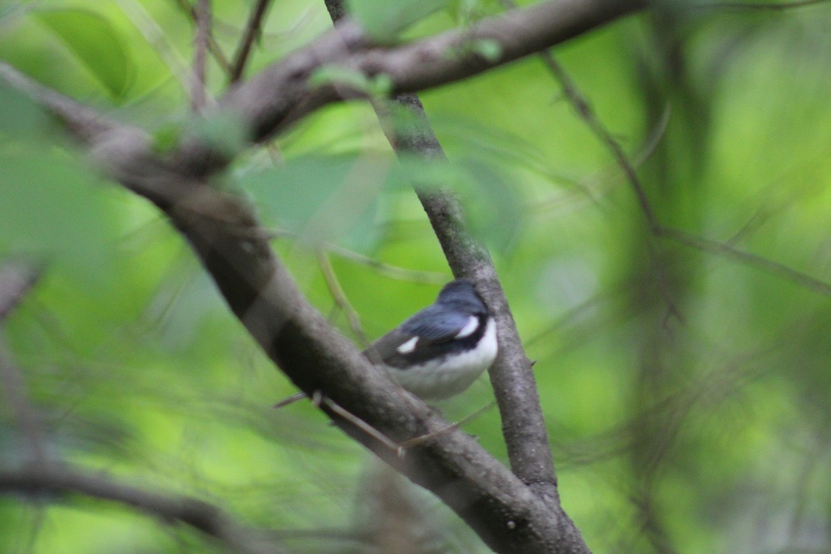 Black-throated Blue Warbler - ML618935795