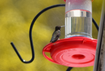 Black-chinned Hummingbird - Annie Beckstrand