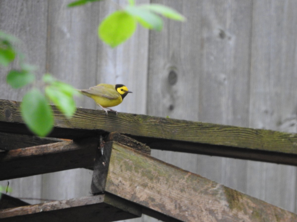 Hooded Warbler - Connor Smith