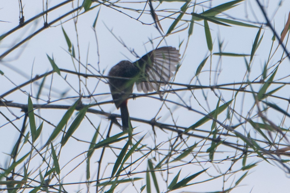Red-vented Bulbul - ML618935860