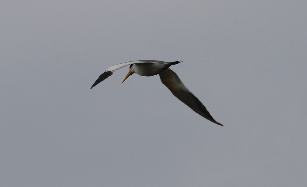 Large-billed Tern - ML618935871