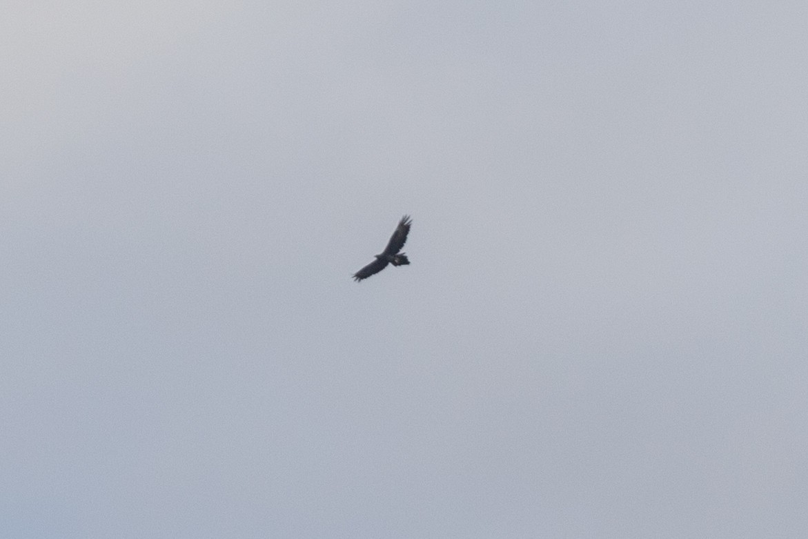 Wedge-tailed Eagle - ML618935910