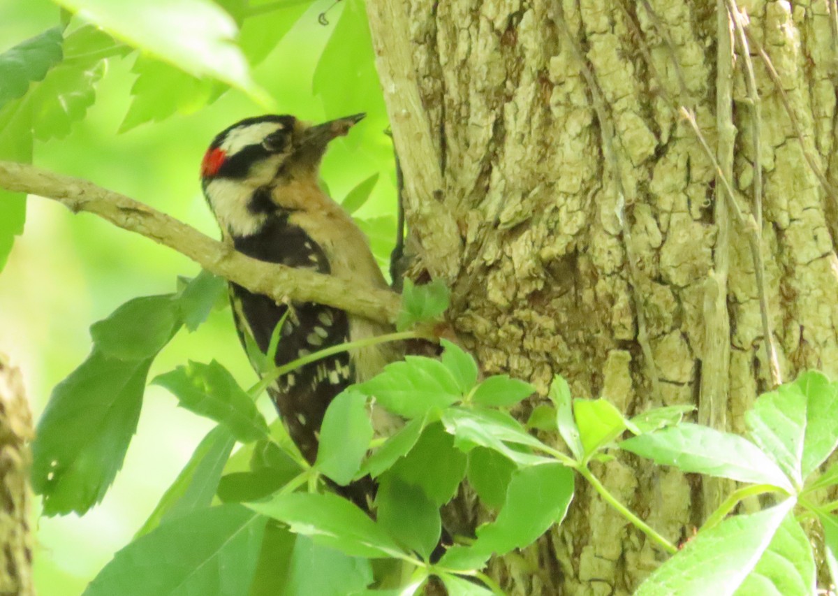 Downy Woodpecker - ML618935914