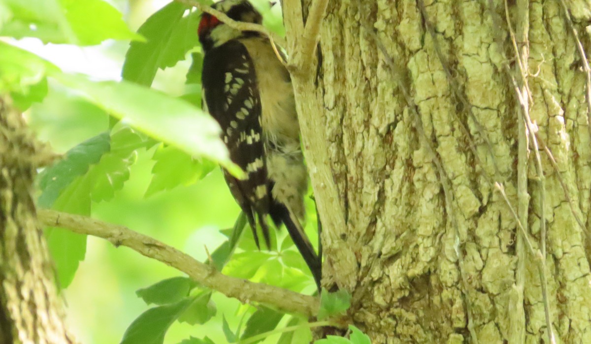 Downy Woodpecker - ML618935916