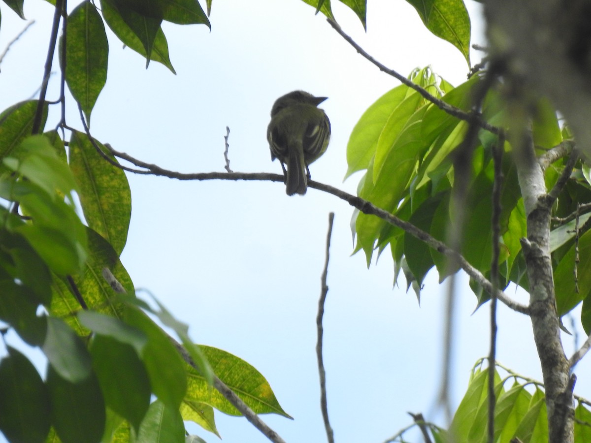 Olive-faced Flatbill - ML618935925