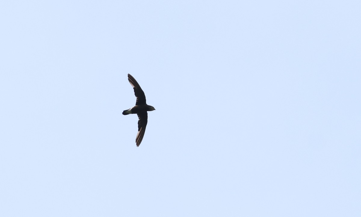 Silver-backed Needletail - ML618935958