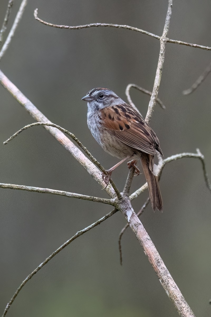 Swamp Sparrow - ML618935962