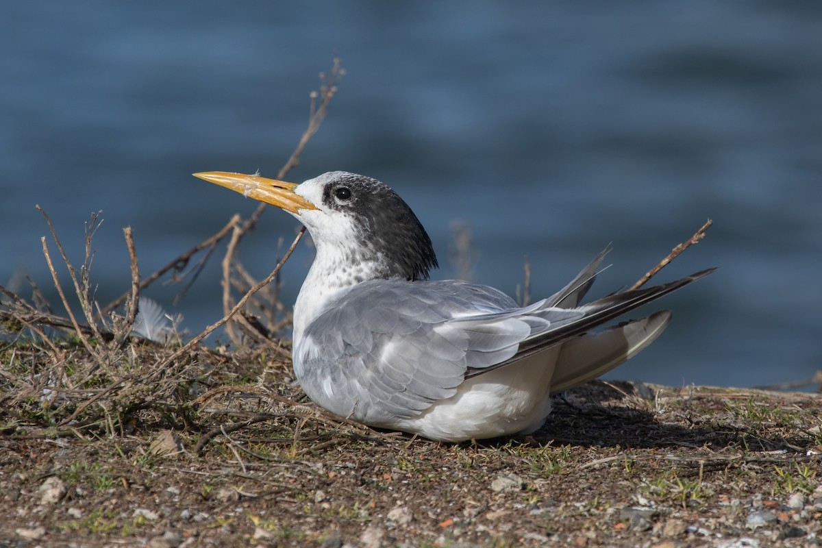 Great Crested Tern - ML618935963
