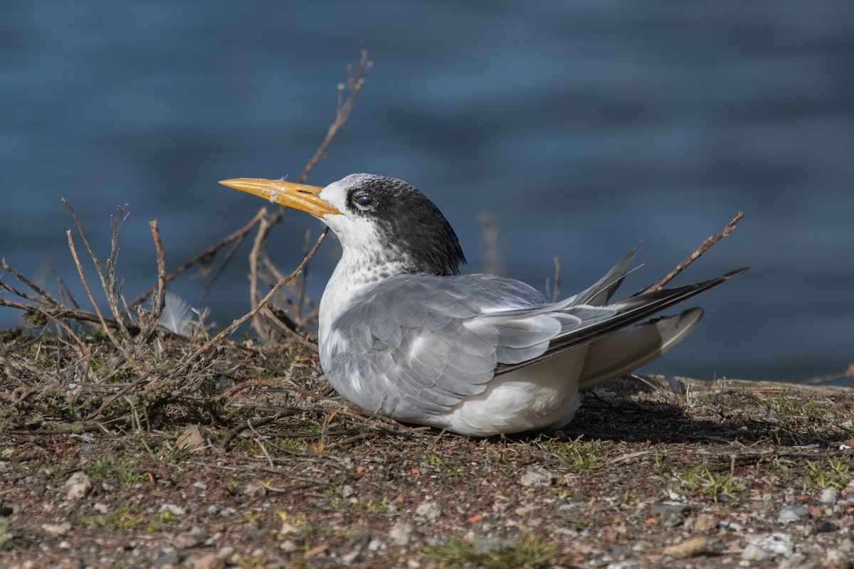 Great Crested Tern - ML618935964