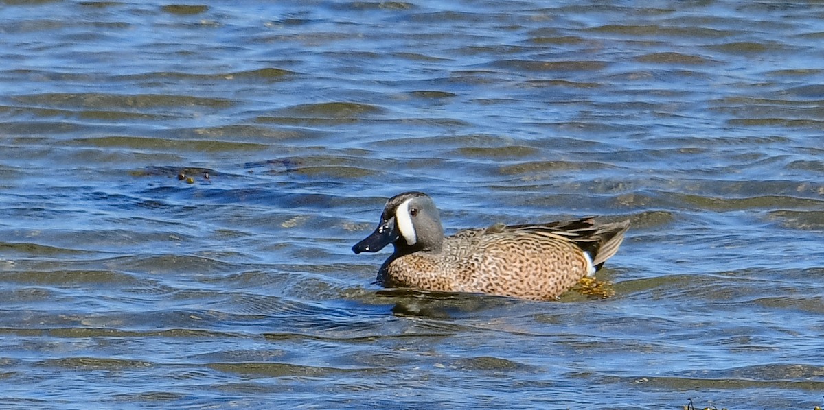 Blue-winged Teal - ML618935979