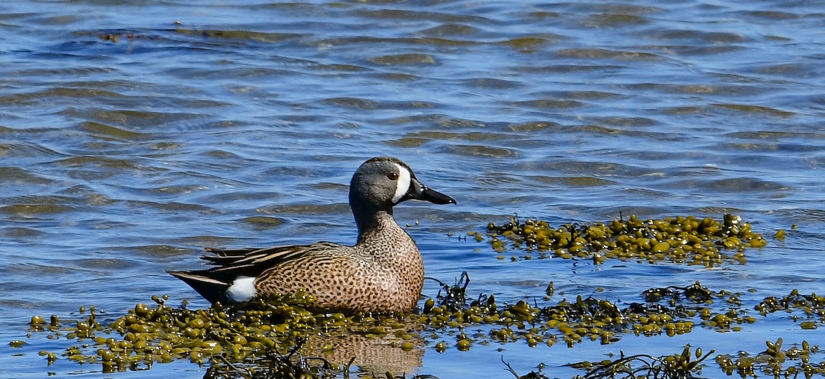 Blue-winged Teal - ML618935980