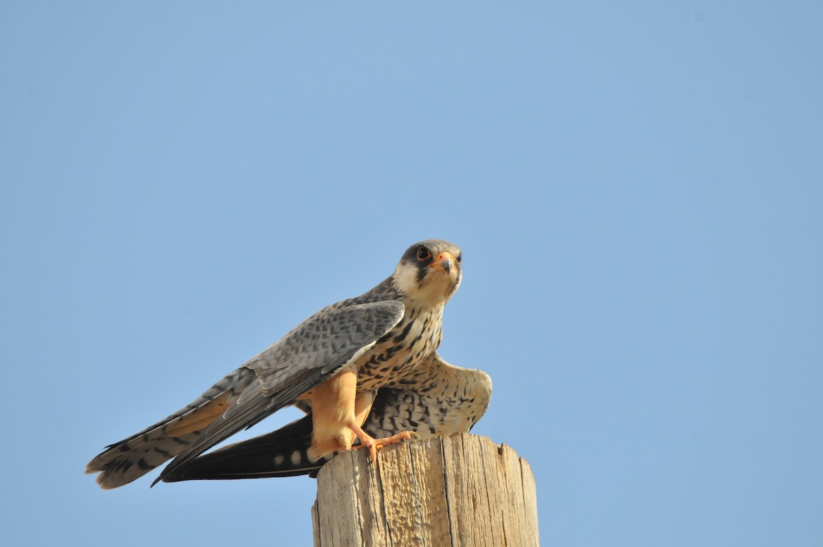 Amur Falcon - Dominic More O’Ferrall