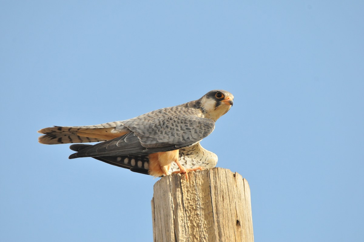 Amur Falcon - Dominic More O’Ferrall