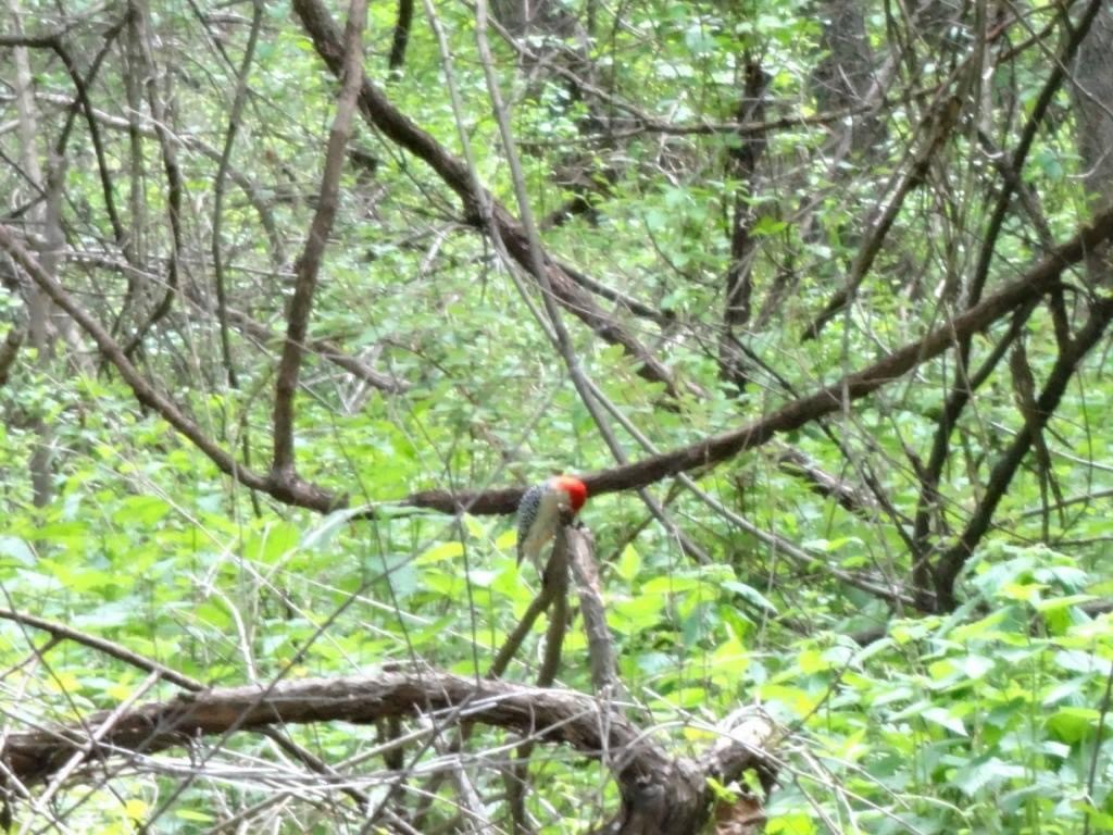 Red-bellied Woodpecker - Kyle Johnson