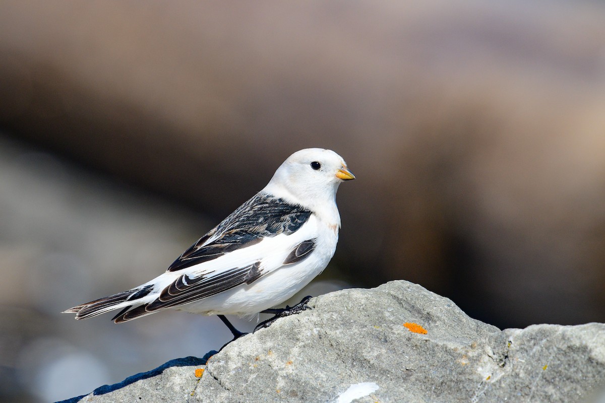 Snow Bunting - Roger Cote