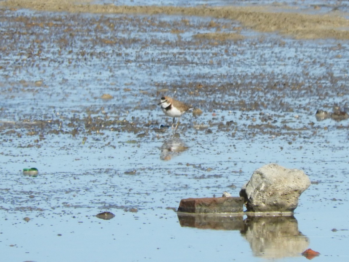 Collared Plover - ML618936053