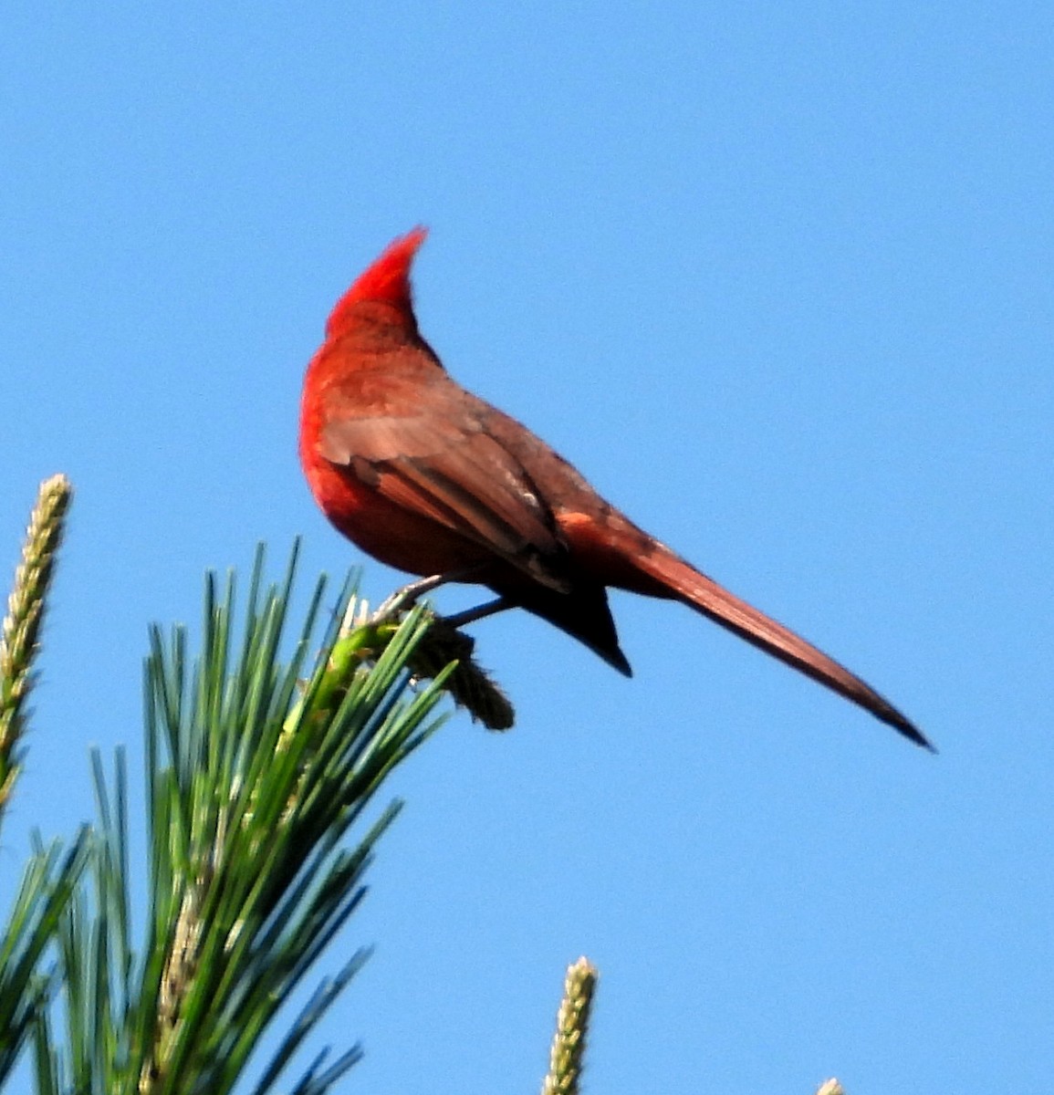 Northern Cardinal - Jay Huner