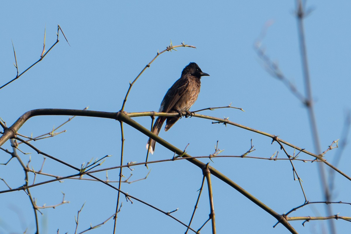 Red-vented Bulbul - ML618936085