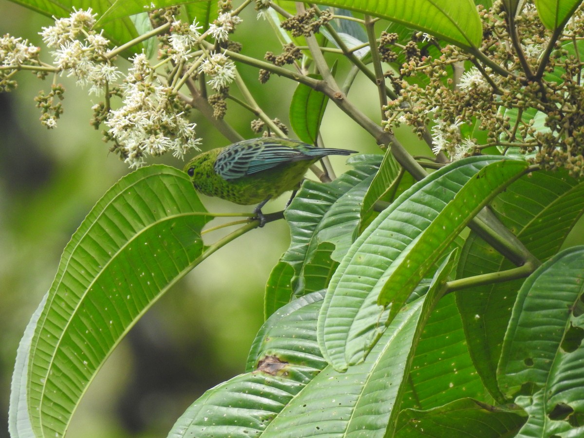 Spotted Tanager - ML618936112