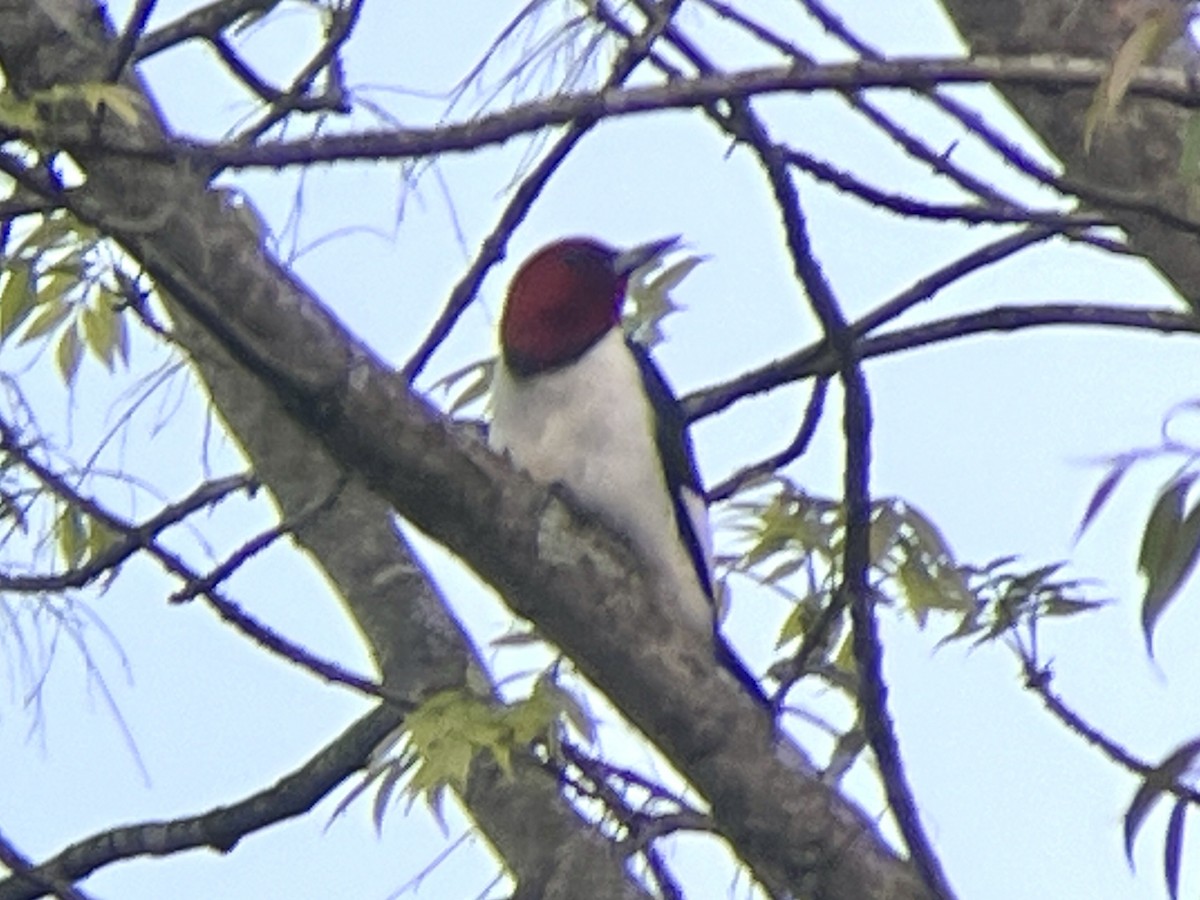 Red-headed Woodpecker - Daryl Bernard