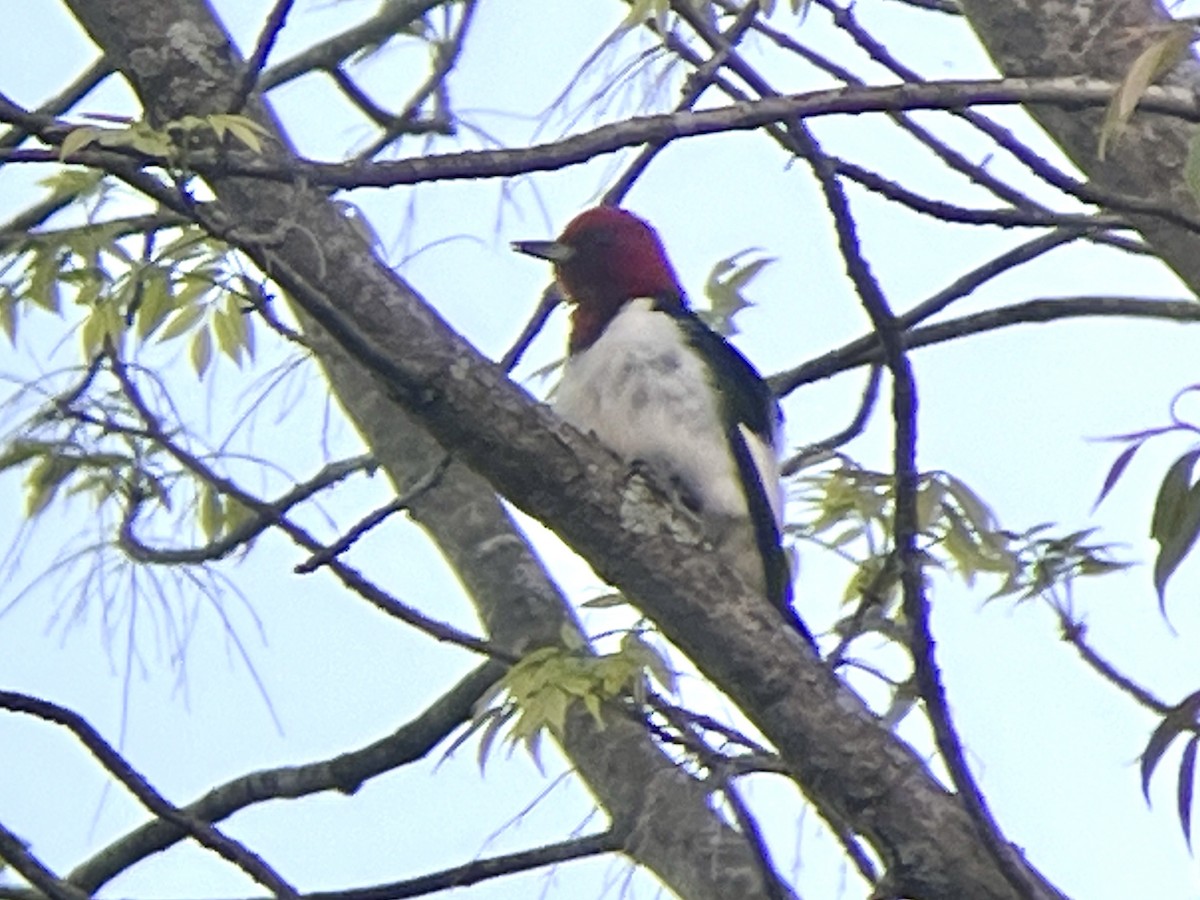 Red-headed Woodpecker - ML618936208