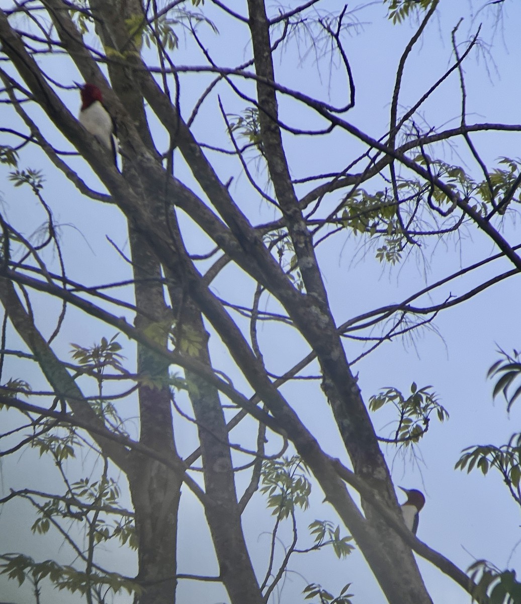 Red-headed Woodpecker - Daryl Bernard
