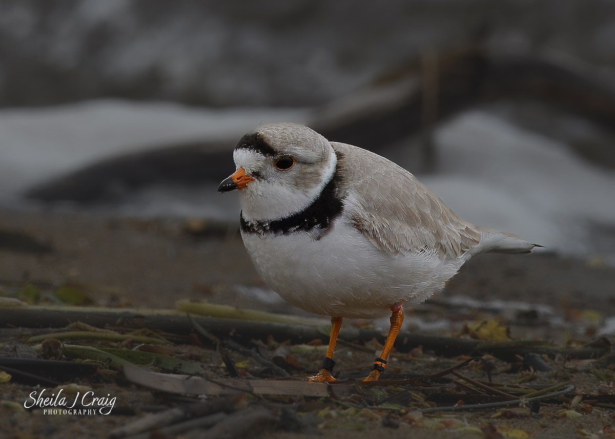 Piping Plover - ML618936220