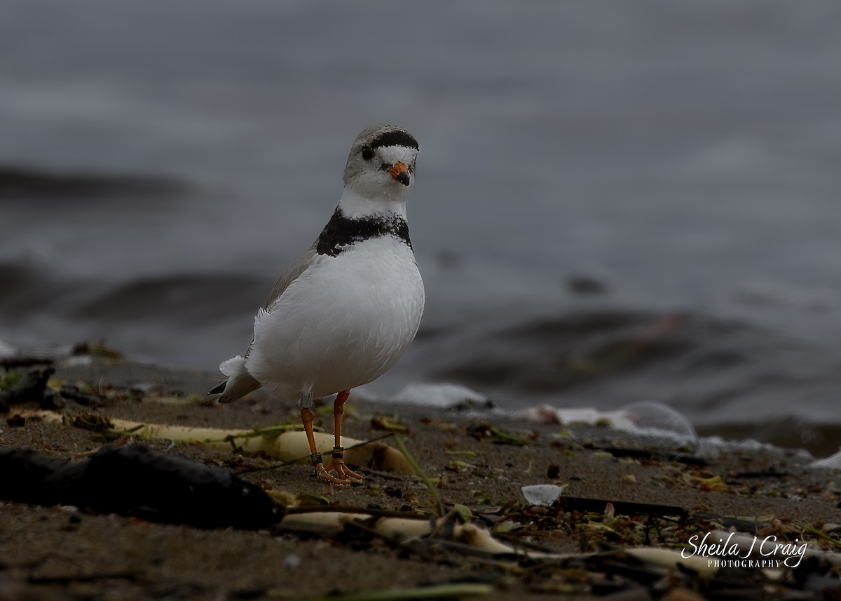 Piping Plover - ML618936221