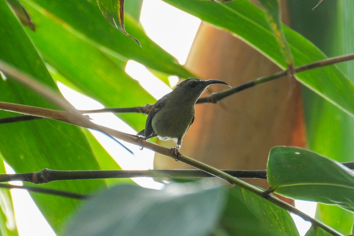 Black-throated Sunbird - ML618936238