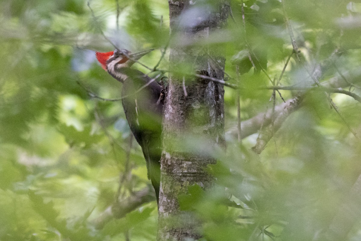 Pileated Woodpecker - ML618936268