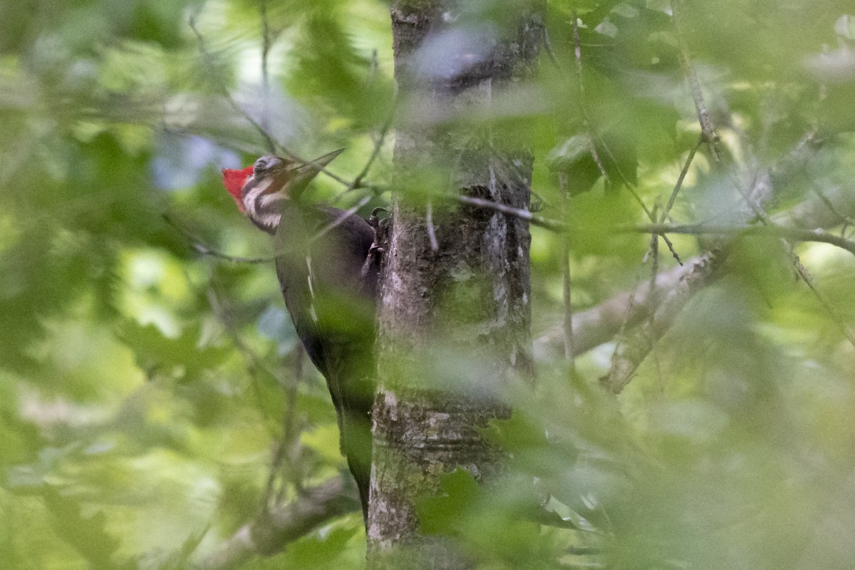 Pileated Woodpecker - ML618936269