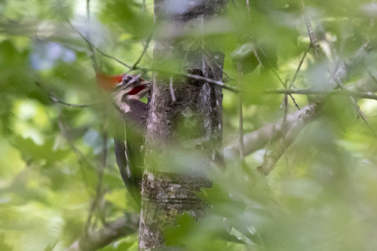 Pileated Woodpecker - ML618936270