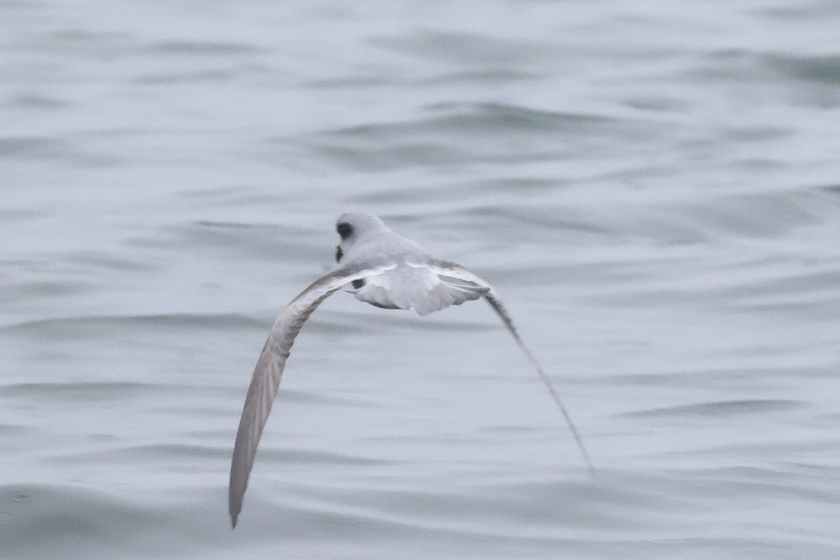 Fork-tailed Storm-Petrel - ML618936303