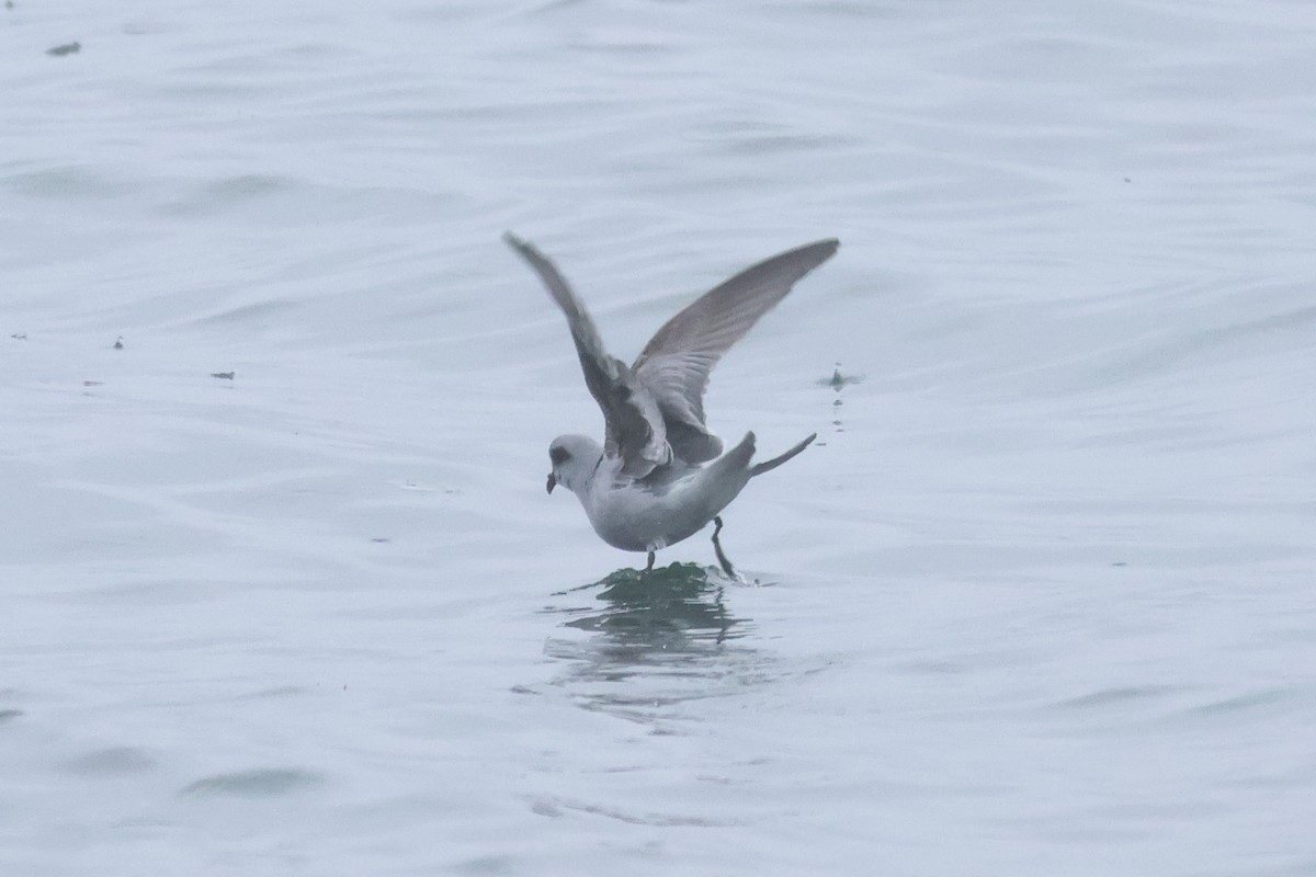 Fork-tailed Storm-Petrel - ML618936304