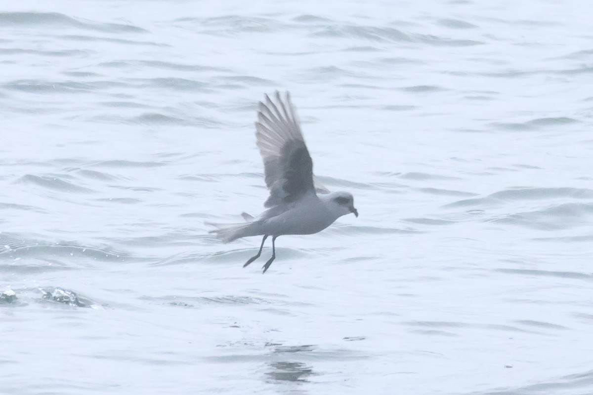 Fork-tailed Storm-Petrel - ML618936305