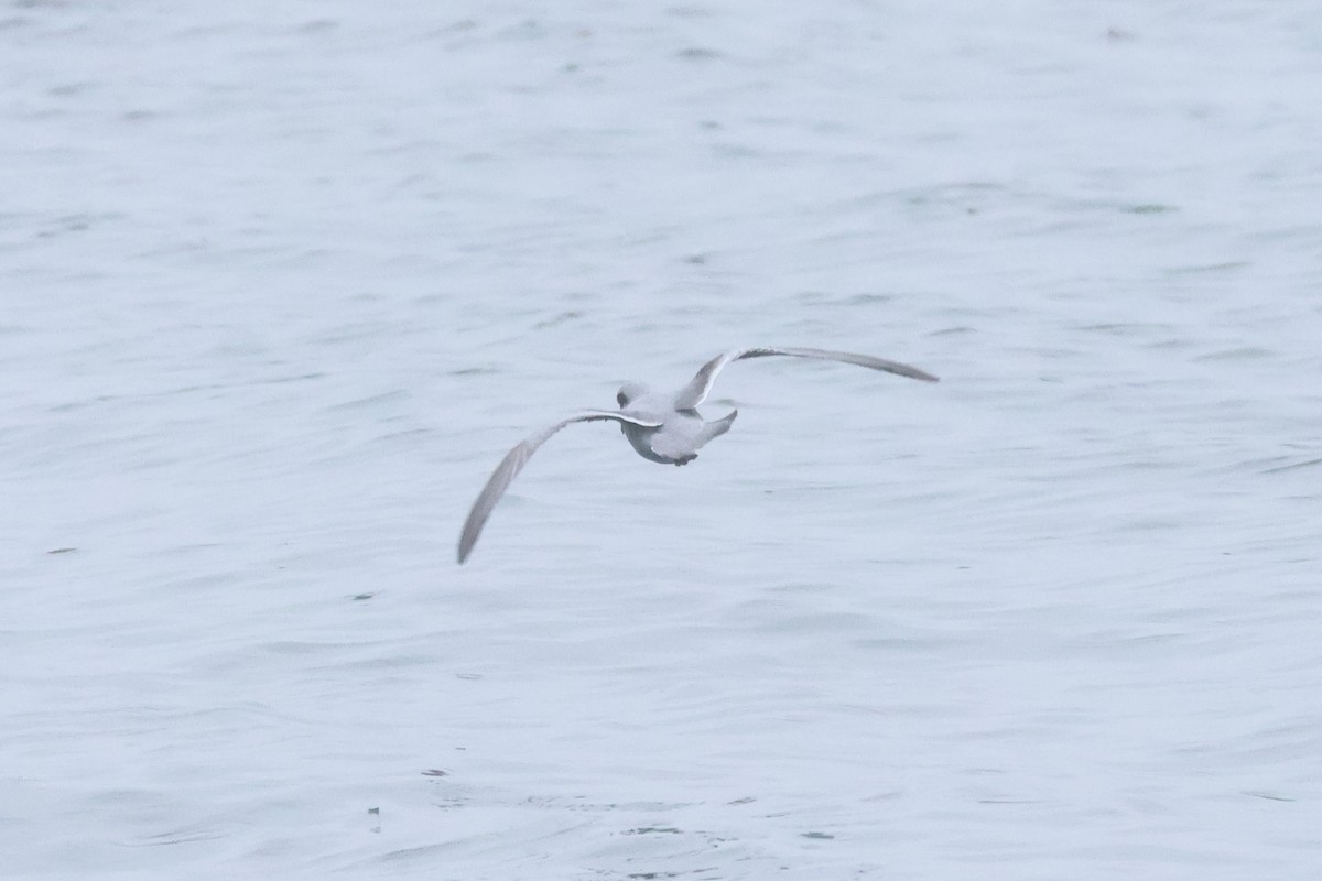 Fork-tailed Storm-Petrel - ML618936306