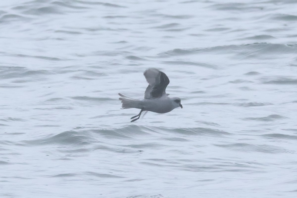 Fork-tailed Storm-Petrel - ML618936308