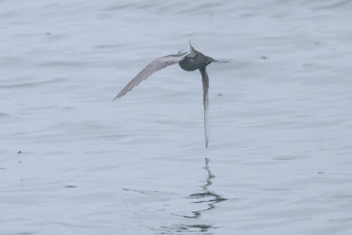 Fork-tailed Storm-Petrel - ML618936309