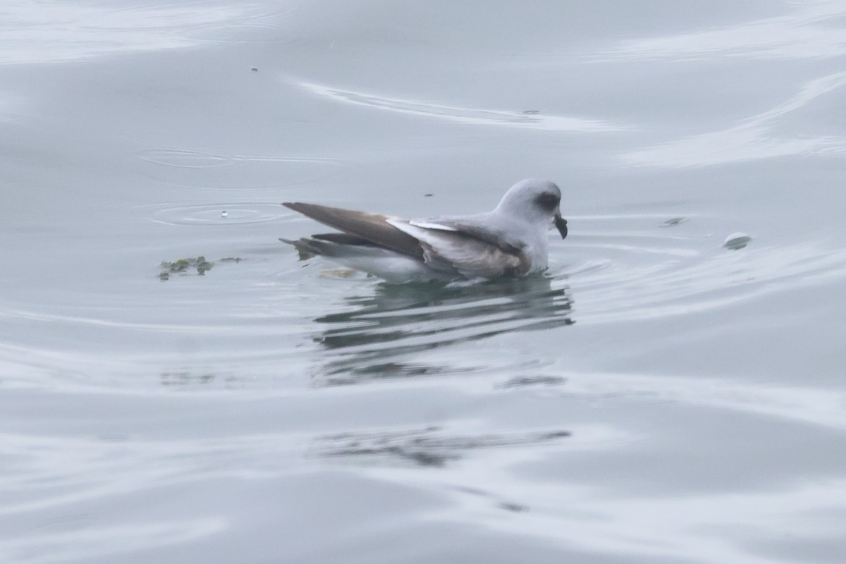 Fork-tailed Storm-Petrel - ML618936312