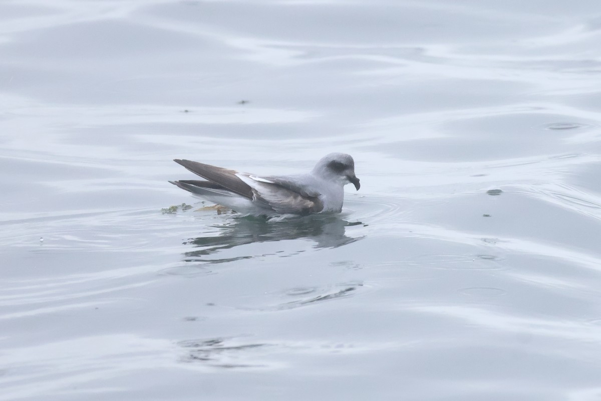 Fork-tailed Storm-Petrel - ML618936314