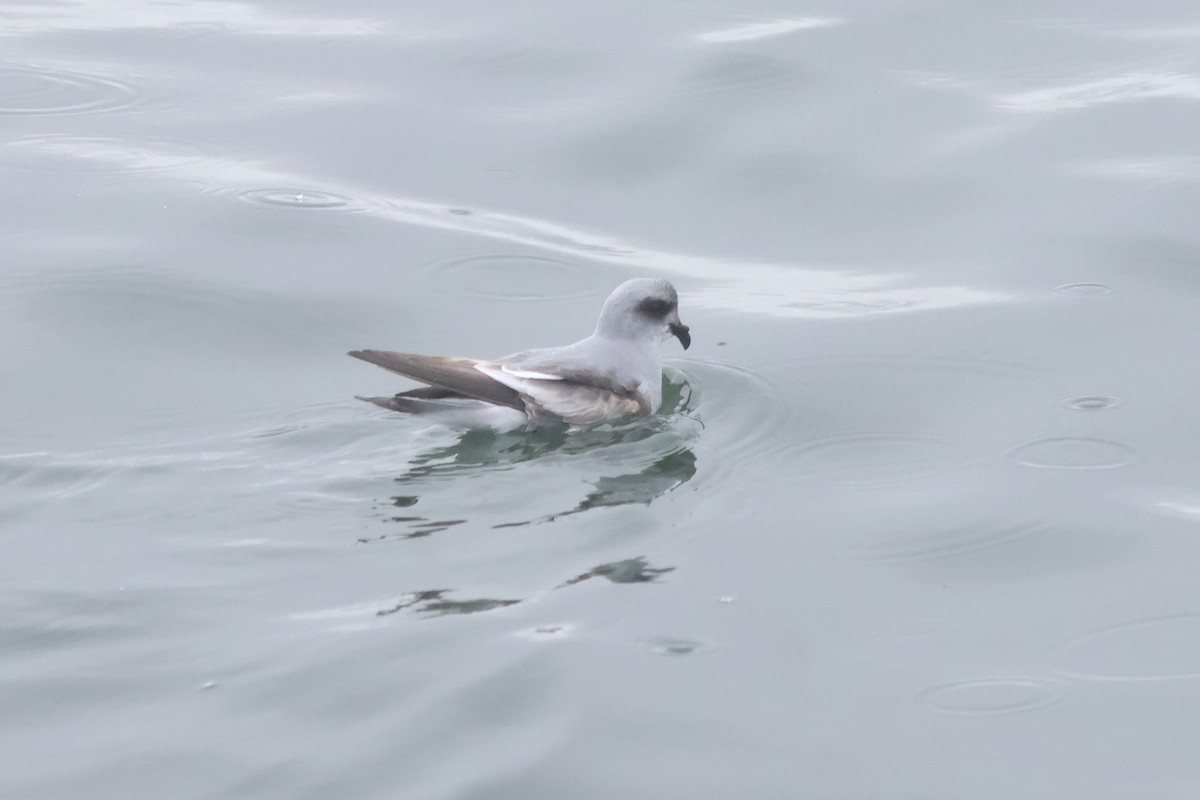 Fork-tailed Storm-Petrel - ML618936315