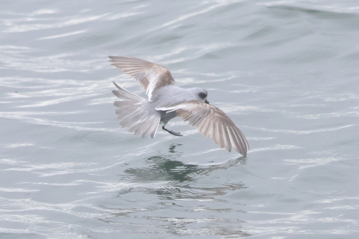 Fork-tailed Storm-Petrel - ML618936317