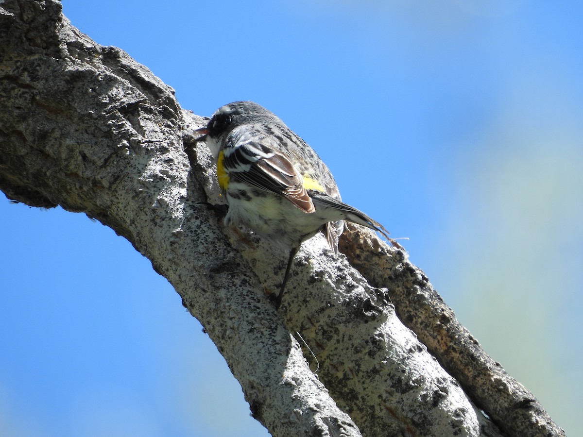 Yellow-rumped Warbler (Myrtle) - ML618936359